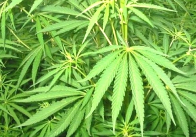 The Excise Department will take over the cannabis fields, the committee will approve after checking the management of Uttarakhand and MP