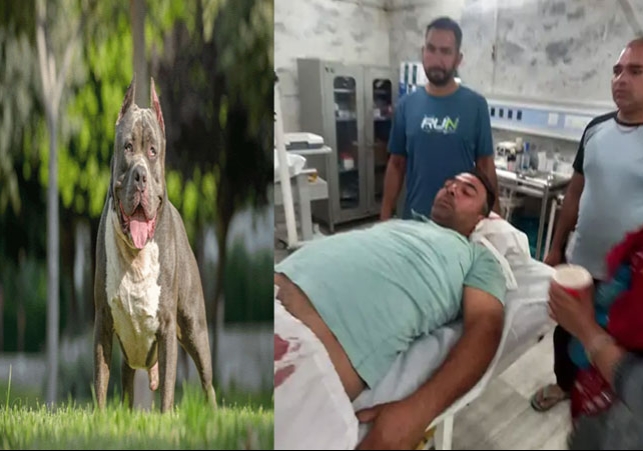 Karnal Pitbull Dog Attack on Man Private Part