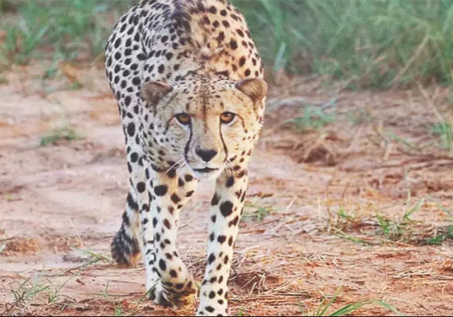 Kuno Female Cheetah Dhatri Died