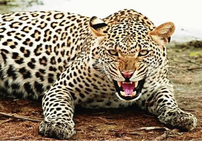 Leopard Caught in Panchkula