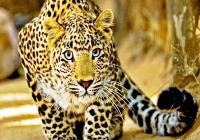 पंचकूला में तेंदुआ घुसने से फैली दहशत, VIDEO; जंगल छोड़ रिहायशी इलाके में कर रहा हलचल, लोग डरे, वन विभाग ने जाल बिछाया