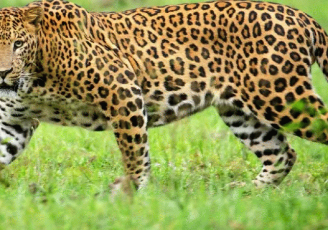 Leopard Crisis in Uttarakhand