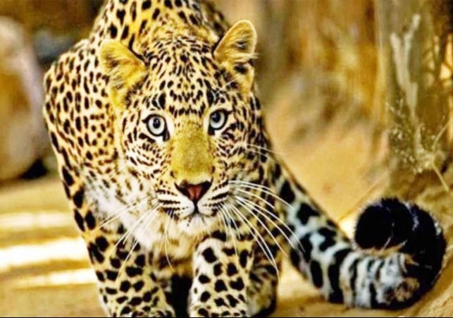 Leopard In Police Station