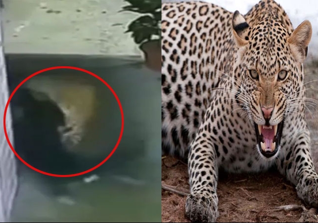 Leopard attack on Dog in Police Station Video Viral