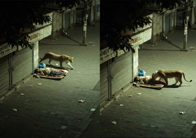 Lion Left Alive a Man Sleeping on Road Viral Video