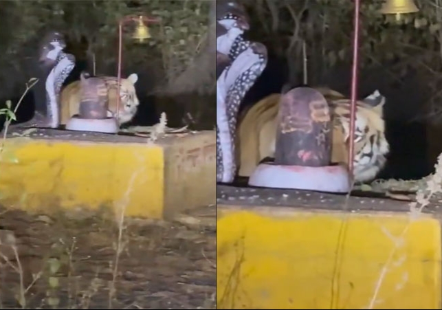 Madhya Pradesh Tiger Worship Shiva Lingam Video Viral