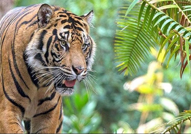 Maharashtra Tiger Road Blocked Video Viral