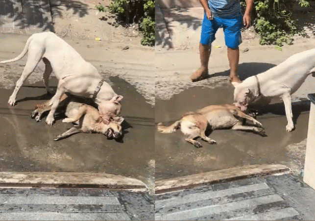 Noida Pitbull Attack on Stray Dog Horrific Video Incident