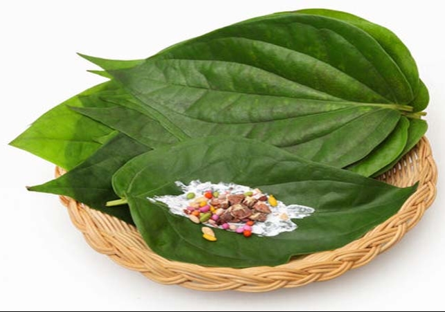 Paan Leaf Can Help To Control Your Blood Sugar Know About The Benefits Here 