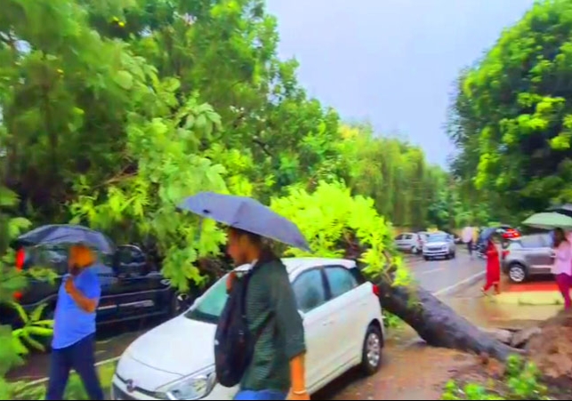 Panchkula Heavy Rain Tree Falls Roads Closed Traffic Diversion