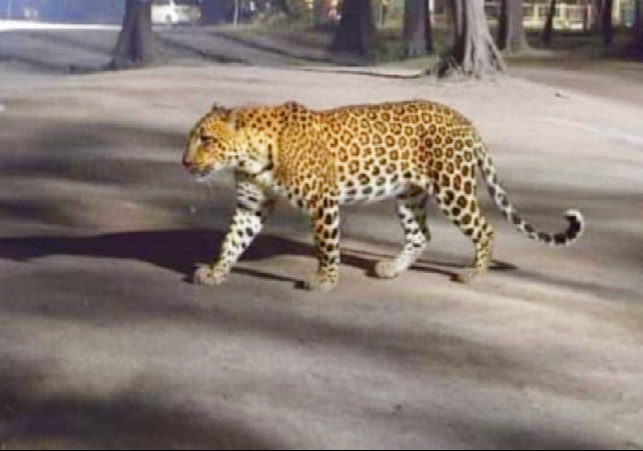 अलर्ट रहें! पंचकूला में तेंदुए ने हमला कर कुत्ते को दबोचा; कल रात से 2 बार मूवमेंट देखी गई, निवासियों के लिए ये एडवाइजरी जारी