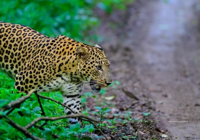 Panchkula Morni Leopard Attacks Dog Video Viral