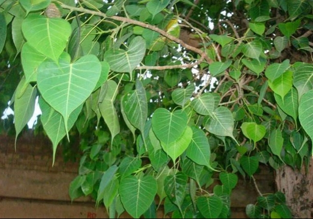 According to jyotish shastra peepal tree is inauspicious for home uproot immediatly 