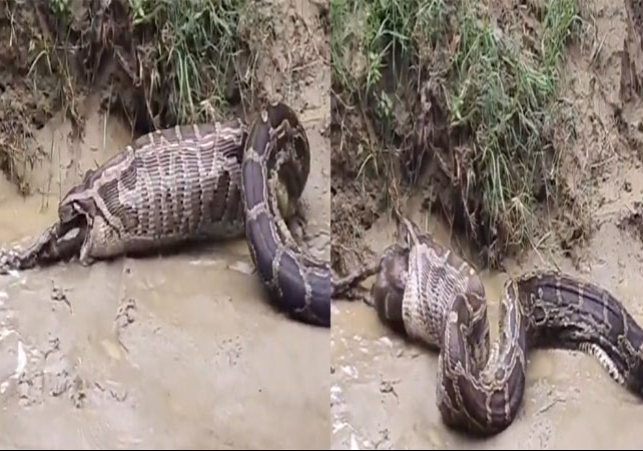 Python Goat Viral Video Ajgar Ke Bakri Ugalne Ka Video