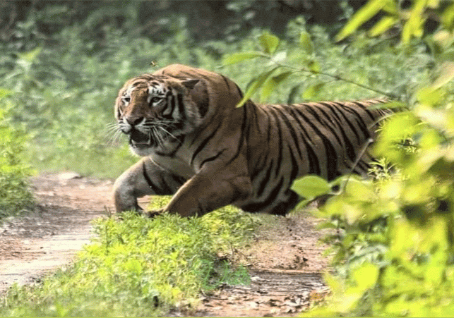 Rajasthan Tiger Attacked Care Taker Latest News Update