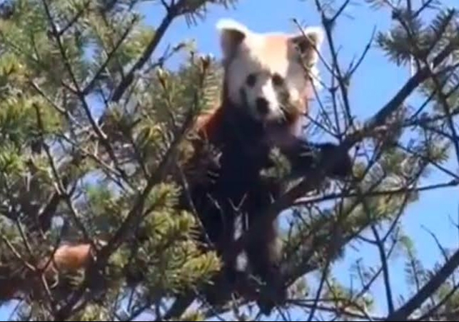 Rare Red Panda Spotted In Tawang Arunachal Pradesh