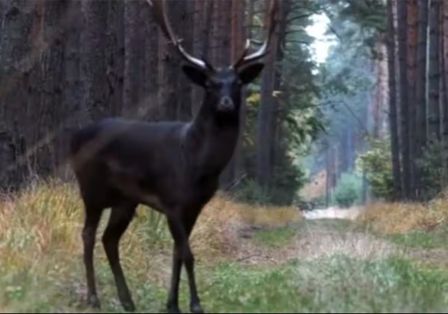 Rare Black Deer Found In Baryczy Valley Of Poland Watch Video 