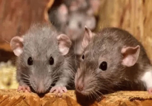 Rats ate hemp kept as evidence in the court
