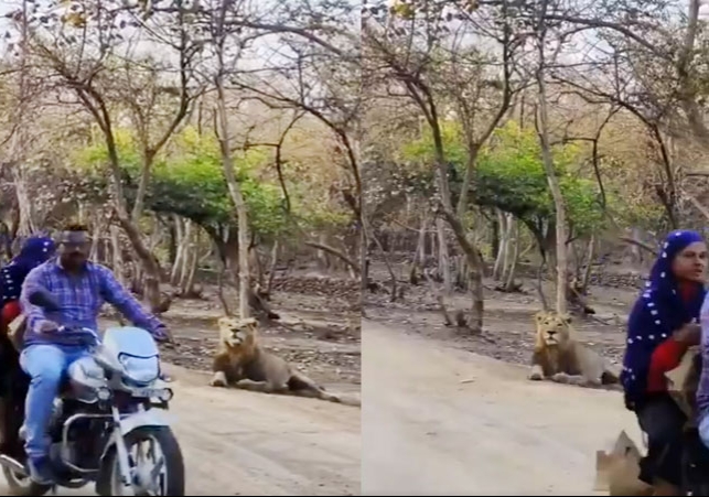 Retd IFS Susanta Nanda Share Gir Lion Video Viral News