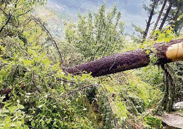 Dharamsala’s Deodar Trees Illegally Felled Amid Real Estate Boom