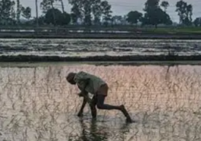 Stunting Virus Damages Paddy Fields in Kaithal