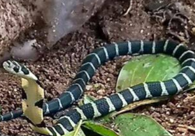 Snakebite Deaths in Ludhiana: No Claims Filed for Govt Compensation