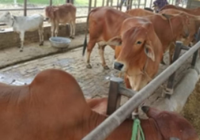 Delay in Amritsar’s Rs 2.4 crore gaushala project sparks public outrage. Stray cattle flood city roads; Gau Raksha Mahasangh plans protest against inaction.
