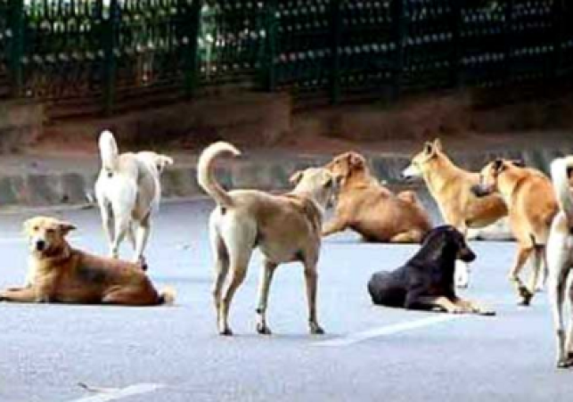 Supreme Court Orders Removal of All Stray Dogs in Delhi-NCR