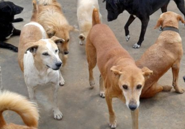 SC Orders Stray Dogs Removed from Delhi Streets After Fatal Attack