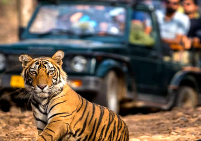 20 Tourists Stranded in Ranthambore Safari After Guide Leaves Midway