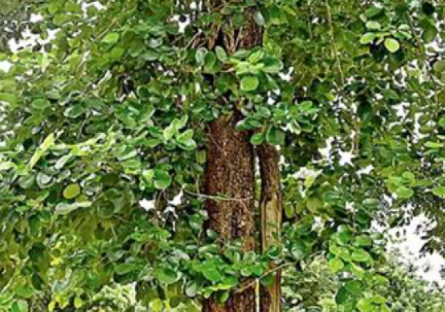 Sandalwood Heist in Hamirpur: Six Trees Felled
