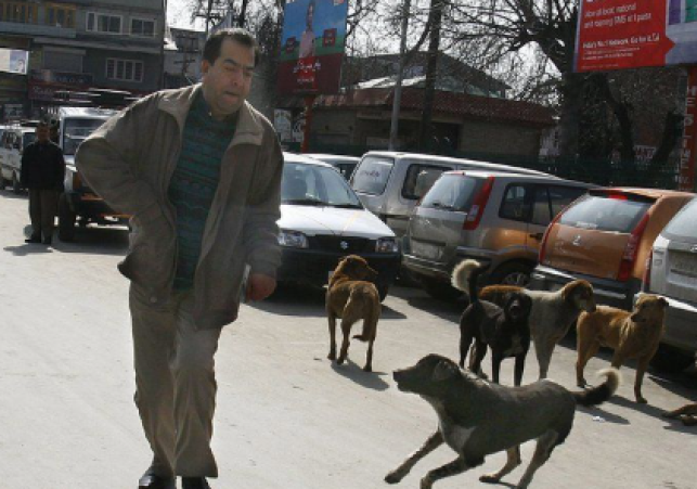 Maharashtra man escapes stray dog attack in Pimpri Chinchwad