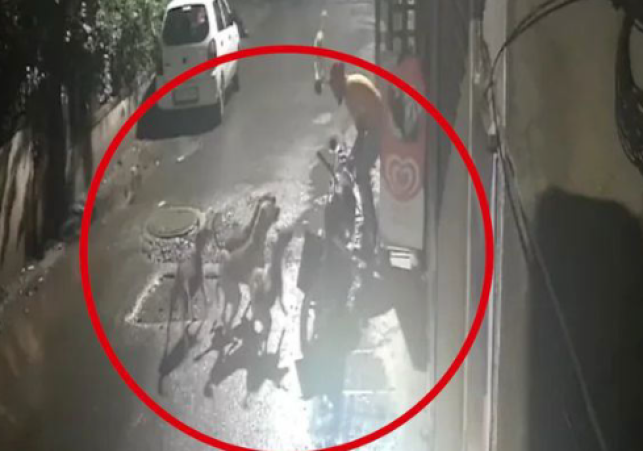 Maharashtra Man Fights Off Pack of Stray Dogs in Pimpri