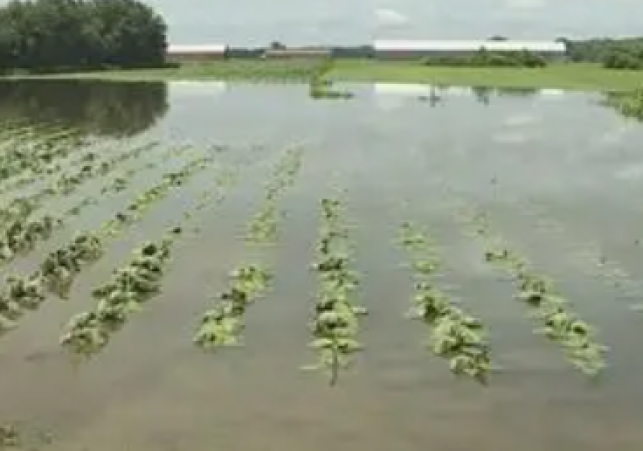 Hisar Floods: 80