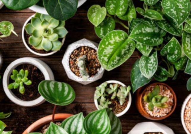 7 Sacred Plants in Hinduism and Their Spiritual Significance