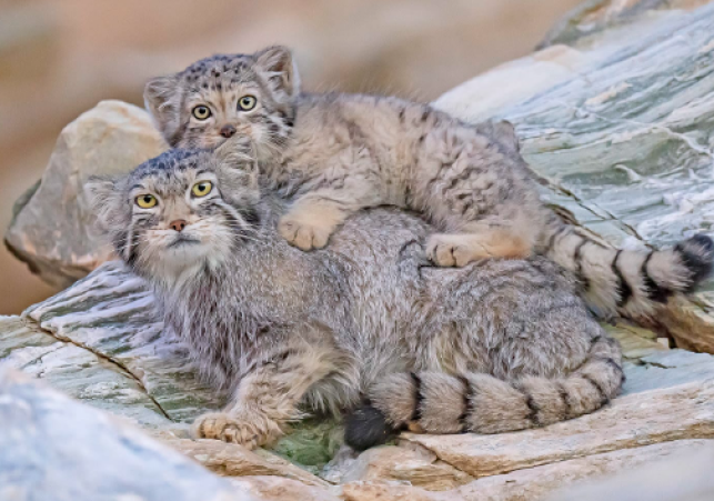 First Photographic Record of Pallas’s Cat in Arunachal Pradesh