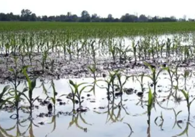 Fazilka Floods: Receding Waters Leave Roads