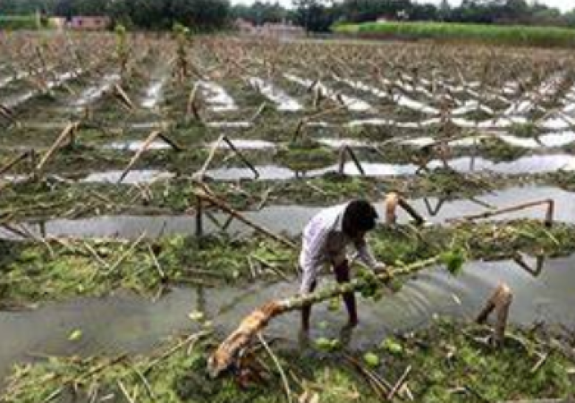 ICAR Issues Advisory for Farmers to Recover Flood Hit Crops