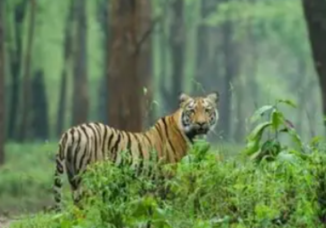 Famous National Parks and Wildlife Sanctuaries in Rajasthan You Must Visit