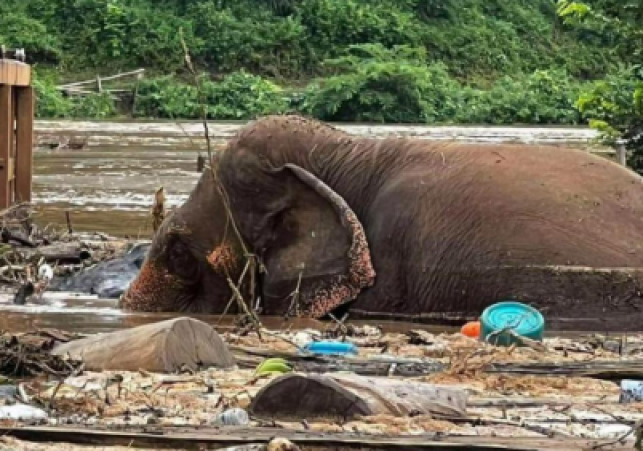 West Bengal Floods: Tourists Rescued by Elephants After Jaldapara Bridge Washout