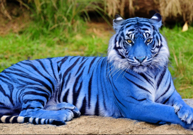 7 Stunning Blue Animals That Showcase Nature’s Optical Magic