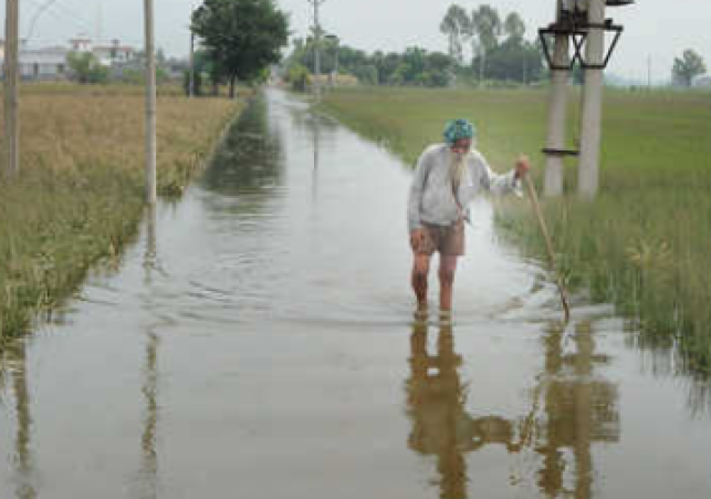 Punjab to Provide Free Wheat Seeds to Flood-Hit Farmers Owning Under 5 Acres from October 13