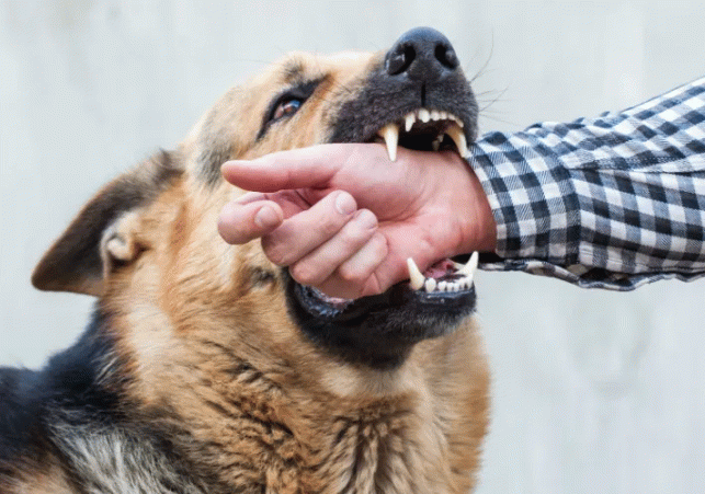 Dog Bite