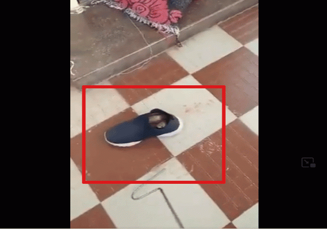 Snake In Shoes Viral Video