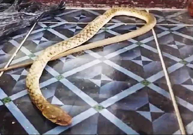 Snake in Chandigarh