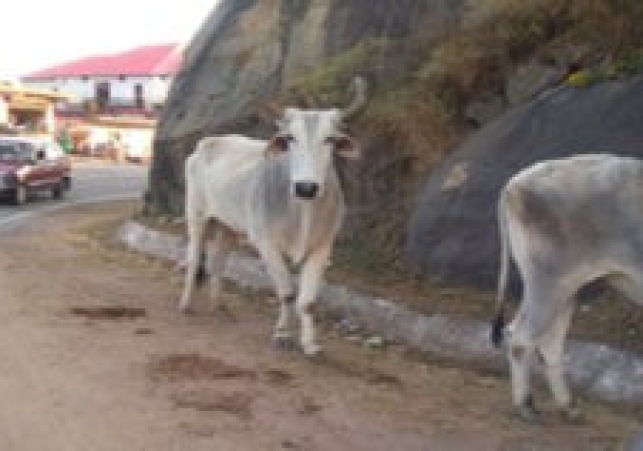 Cattle Breeders Will Be Able To Produce Calves
