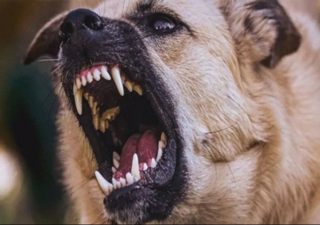 Stray Dogs Horrific Attack on Man in Chandigarh