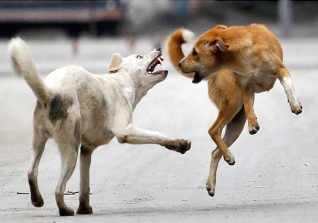 Supreme Court New Order For Stray Dogs Breaking News