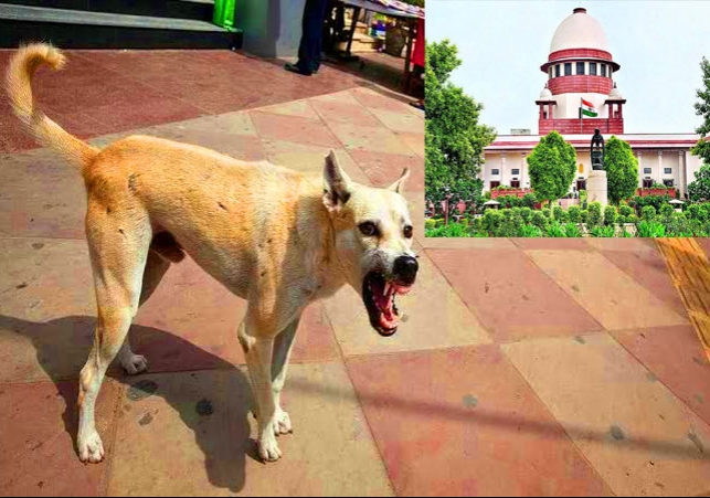 Supreme Court Orders Removal Of All Stray Dogs From Delhi Roads