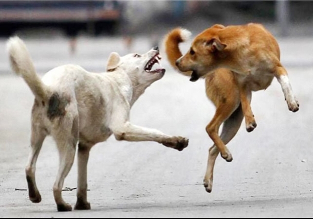 Supreme Court Verdict on Stray Dogs Removal From Public Places